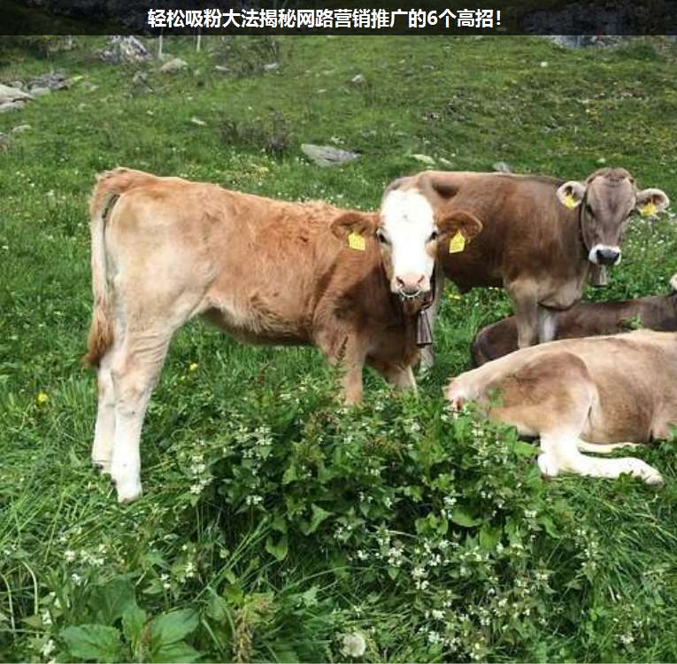 輕松吸粉大法揭秘網路營銷推廣的6個高招!
