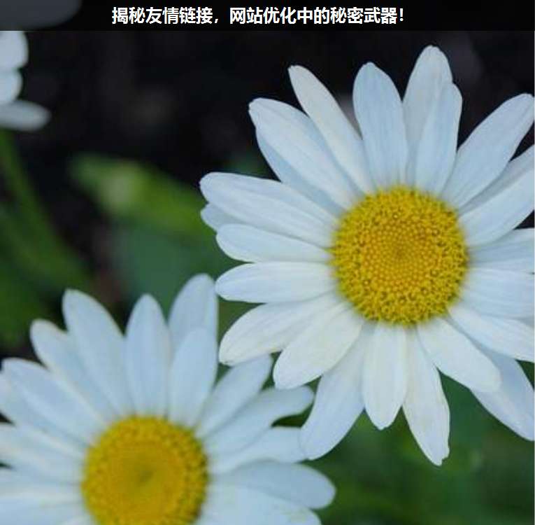 揭秘友情鏈接,網站優化中的秘密武器!